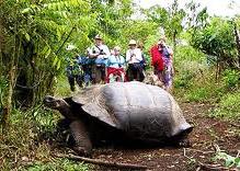 Tortugas gigantes de Islas Gal&aacute;pagos